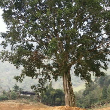 造型树