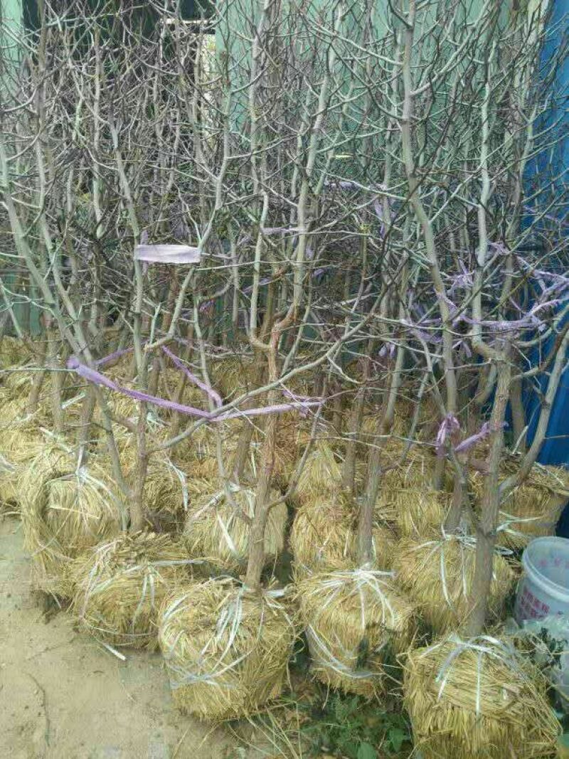 冬枣树苗80~110cm