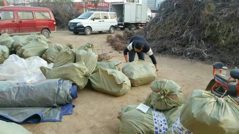 冬枣树苗80~110cm