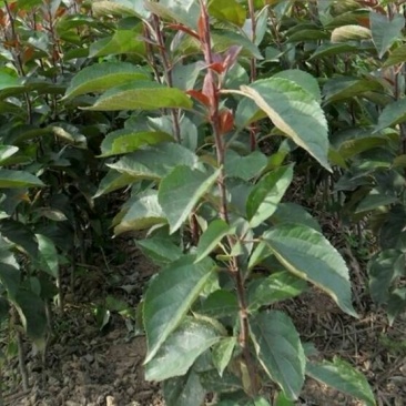 红富士苹果树苗50~60cm