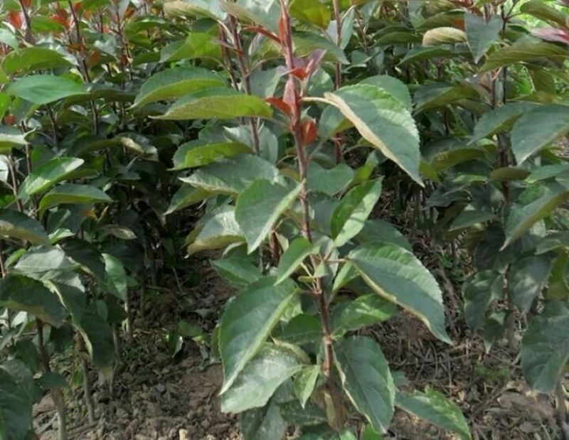 红富士苹果树苗50~60cm