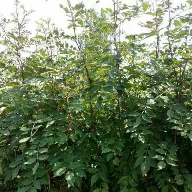 花椒苗0.5~1年