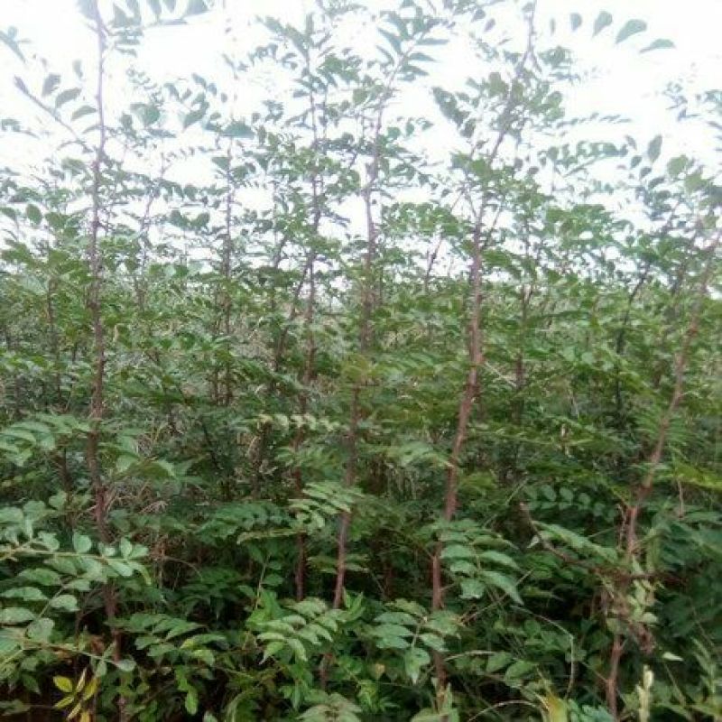 花椒苗0.5~1年