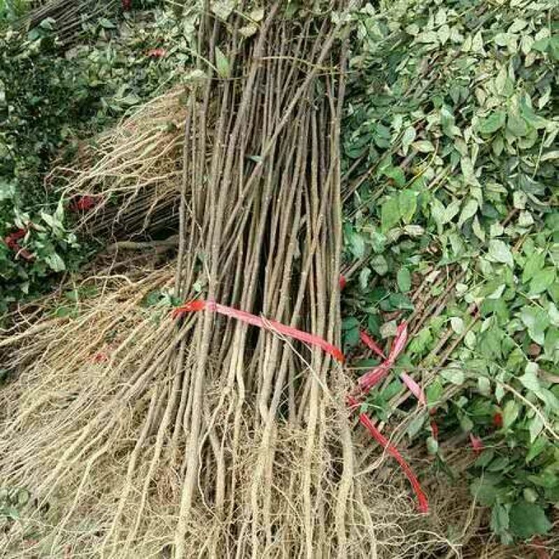 花椒苗0.5~1年
