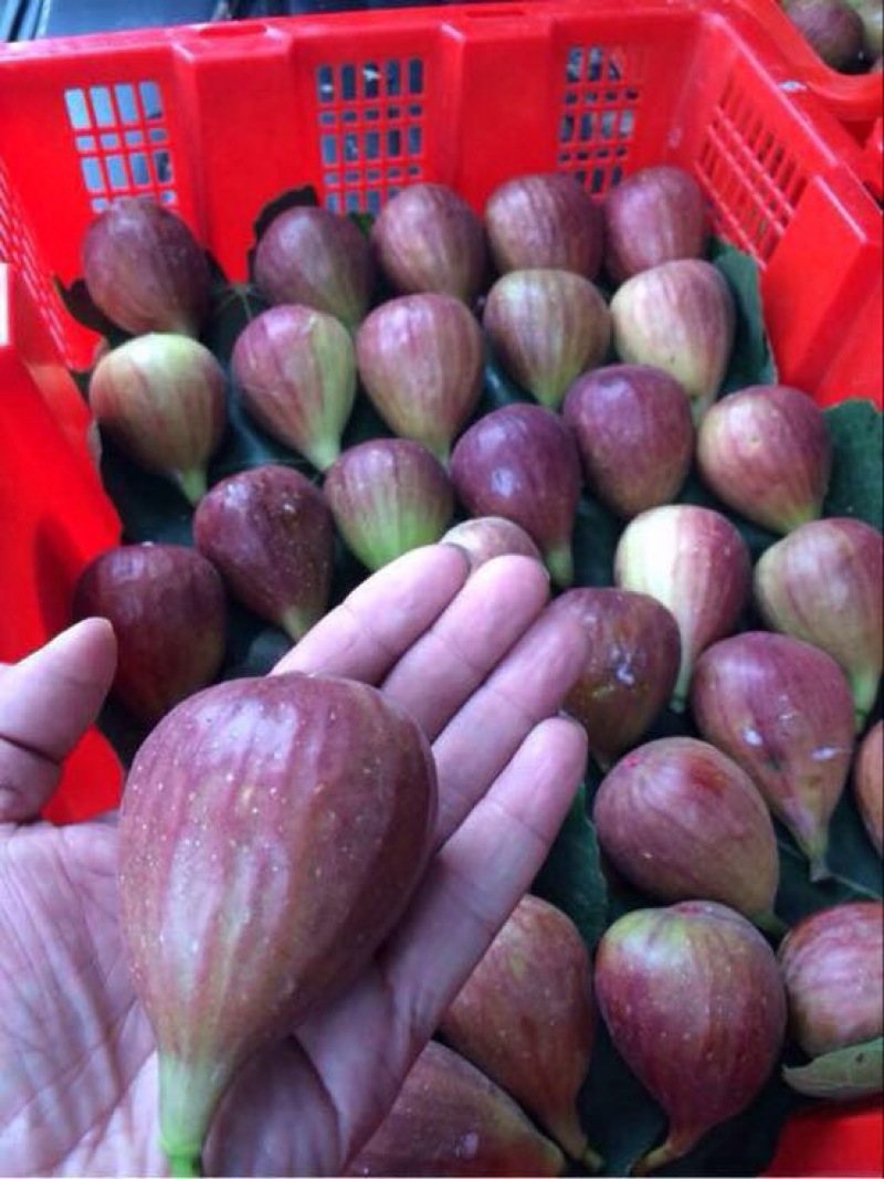 芭劳奈斯特拉新疆早黄金傲芬青皮1年2年杯苗