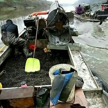 田螺食用鲜活