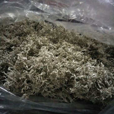 藤条茶一级