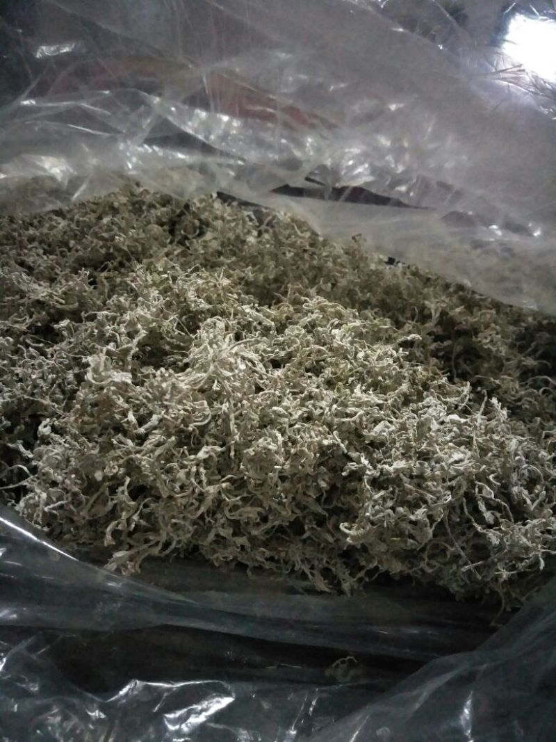 藤条茶一级