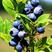蓝莓苗2-6年苗技术指导南北方适宜，现起现发保湿邮寄