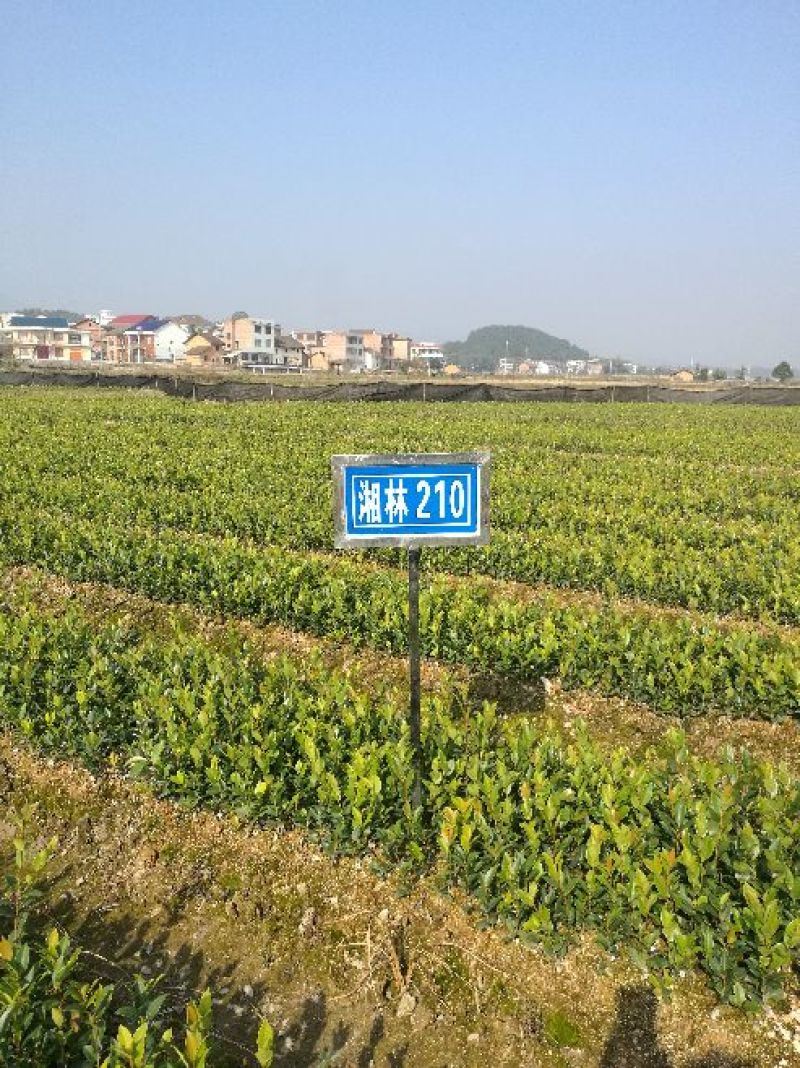 湘林系高产嫁接油茶苗，大量现货供应欢迎订购！