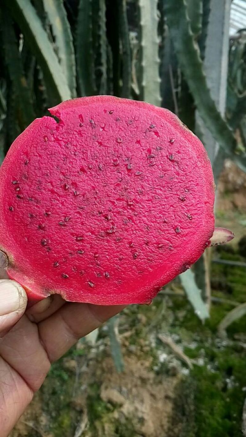 红心火龙果苗黄龙火龙果苗易成活收益高