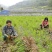 茭白种苗