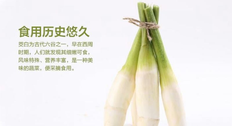 茭白种苗