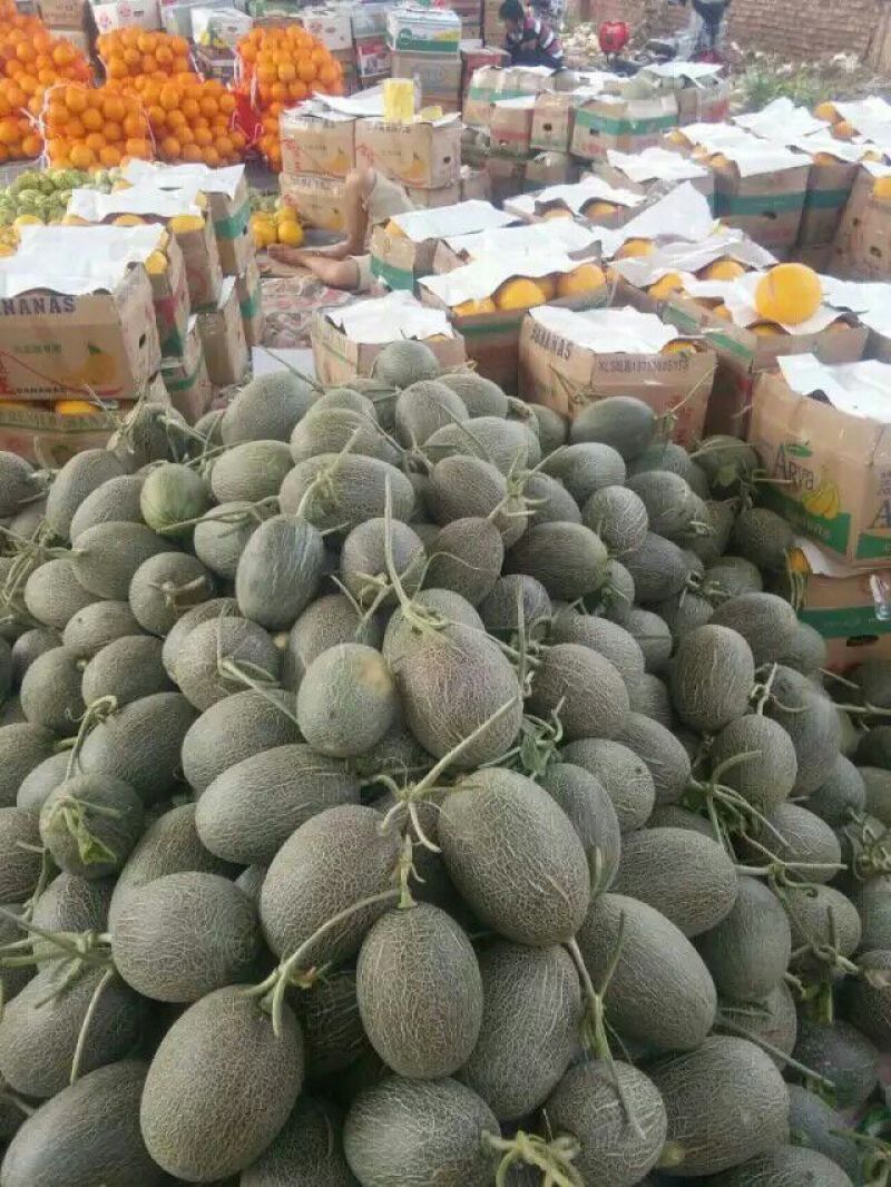 伊丽莎白甜瓜久红瑞香瓜瑞红甜瓜