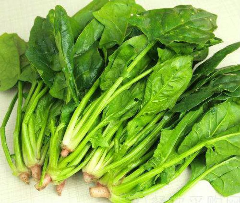 菠菜15~20厘米