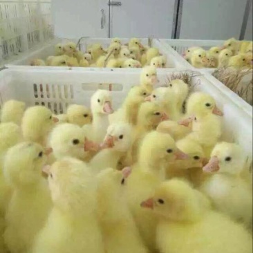 鹅苗