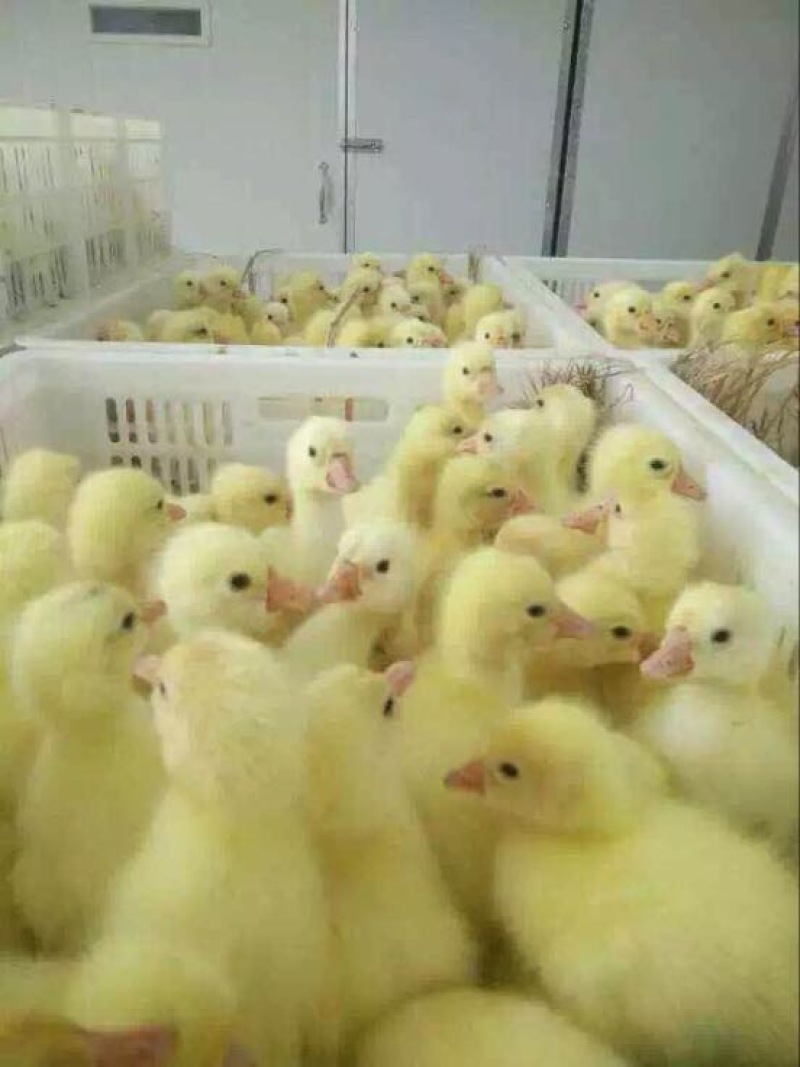 鹅苗