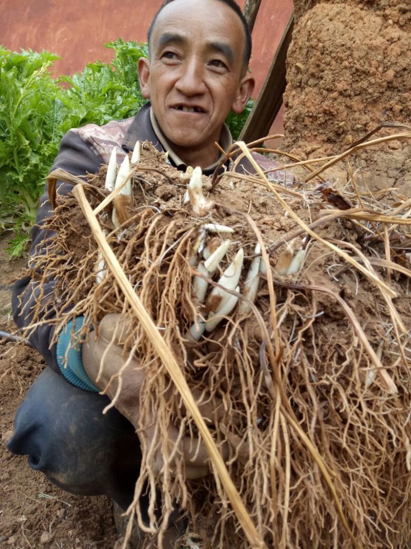 重楼选个