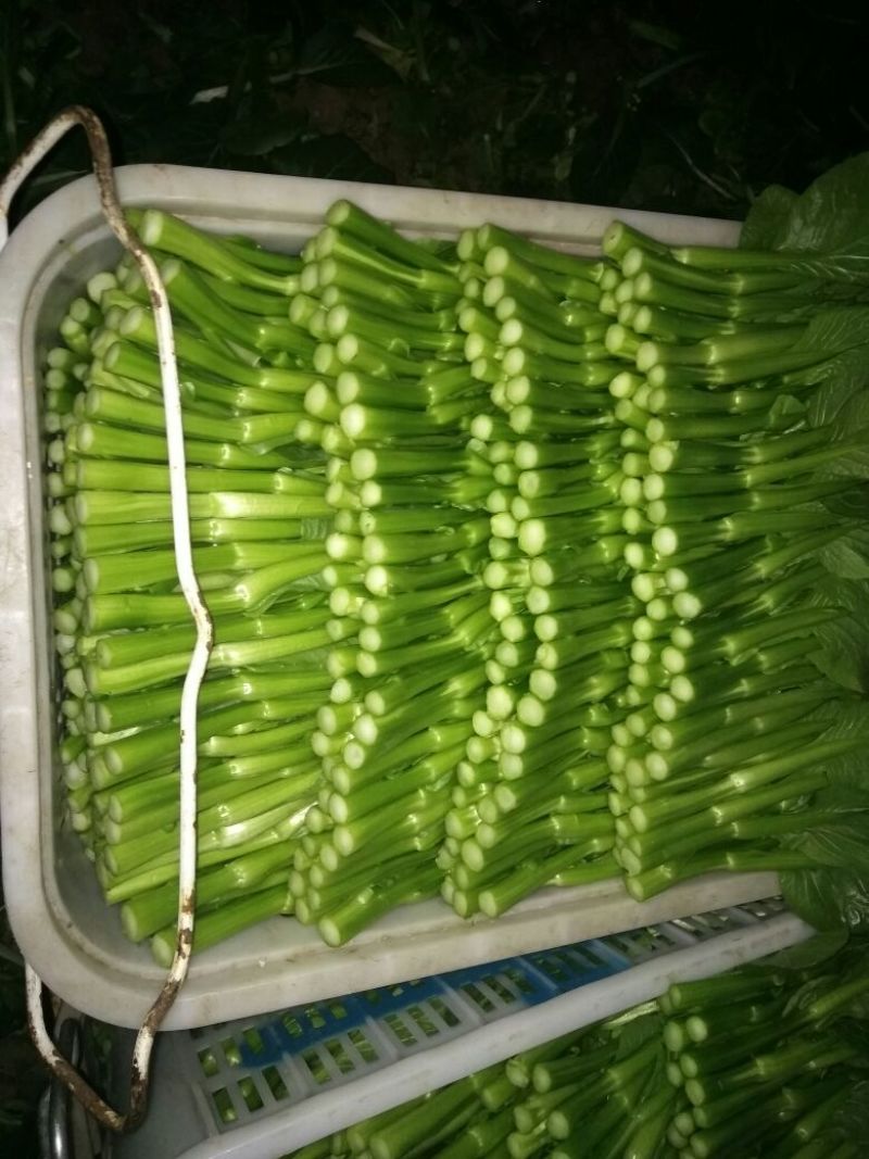 菜苔