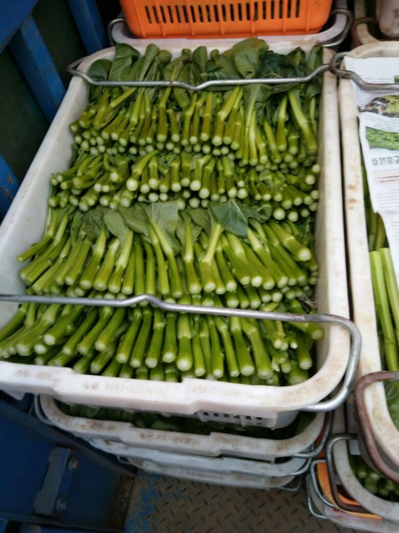 菜苔