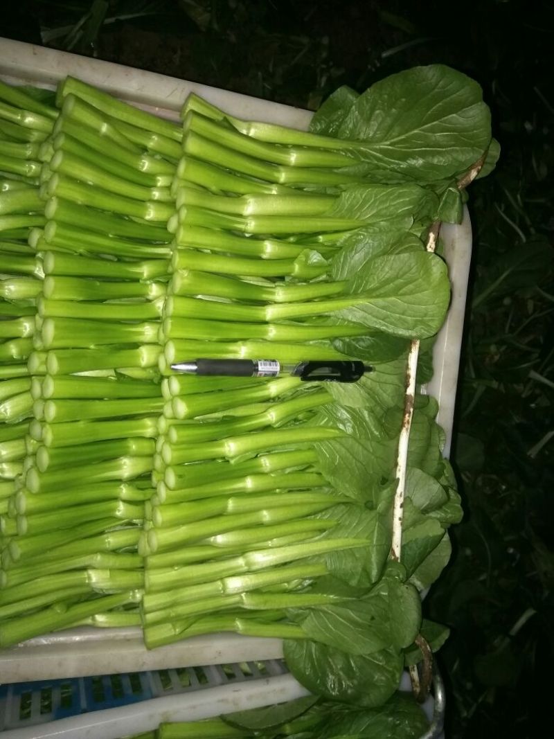 菜苔