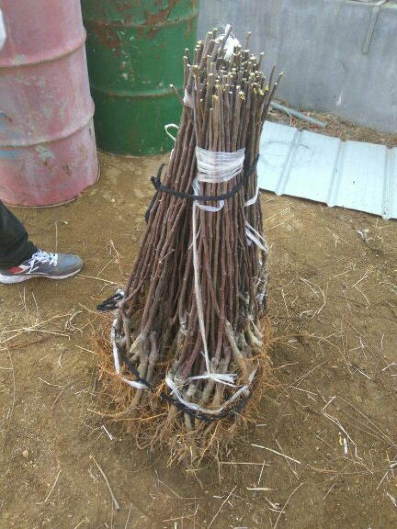 矮化苹果苗80cm以上苹果苗矮化苹果苗乔华苹果苗