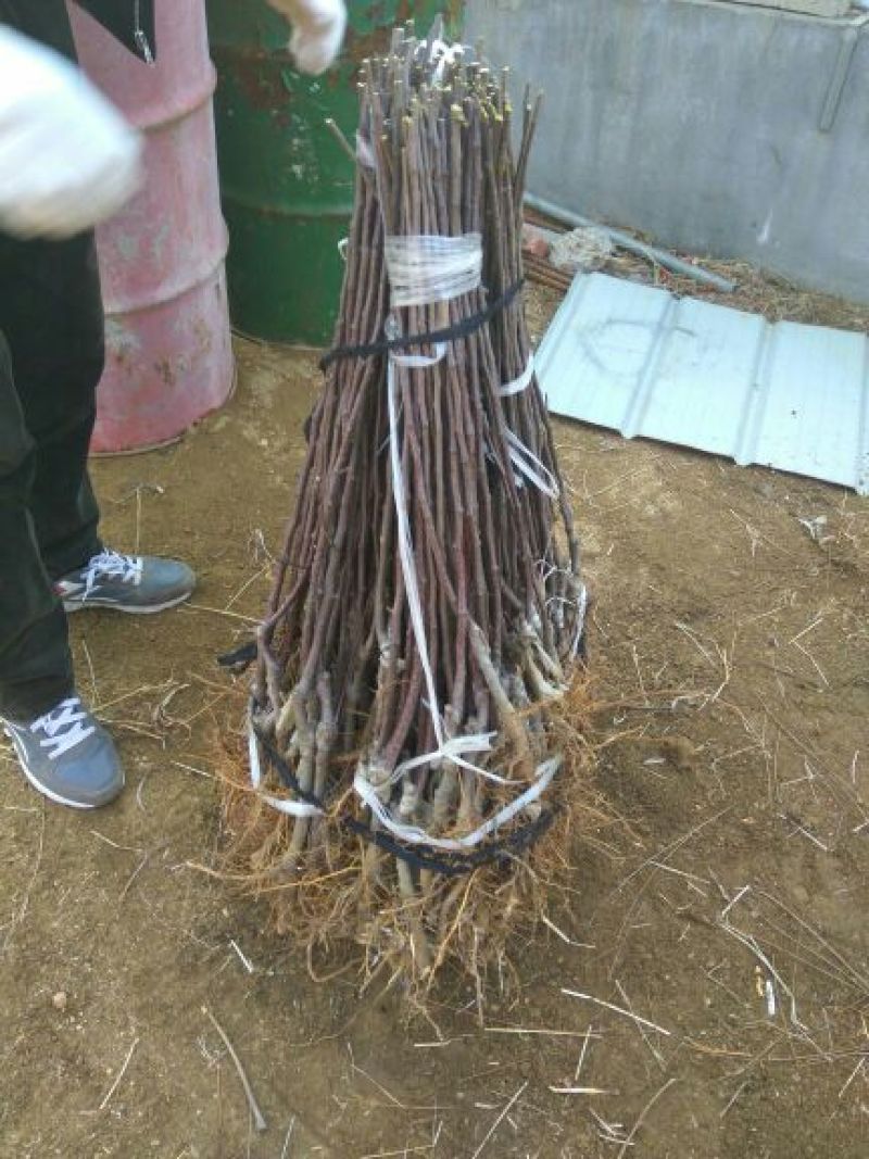 矮化苹果苗80cm以上苹果苗矮化苹果苗乔华苹果苗