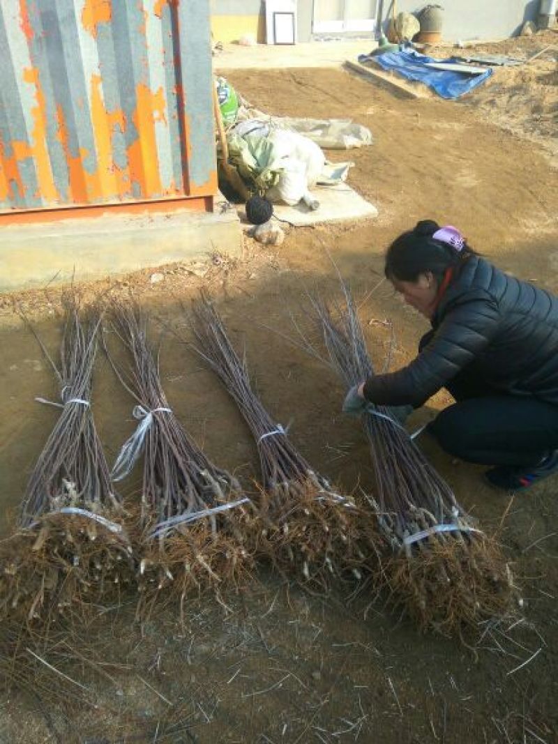 矮化苹果苗80cm以上苹果苗矮化苹果苗乔华苹果苗