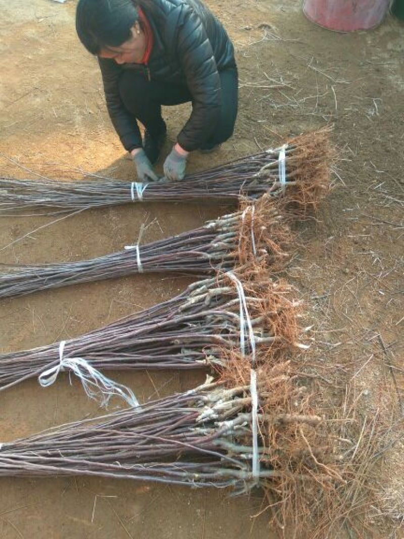 矮化苹果苗80cm以上苹果苗矮化苹果苗乔华苹果苗