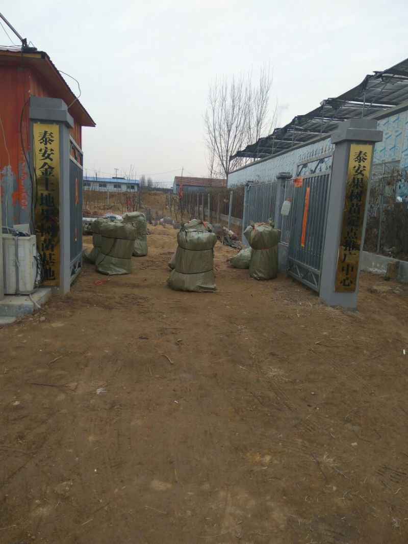 矮化苹果苗80cm以上苹果苗矮化苹果苗乔华苹果苗