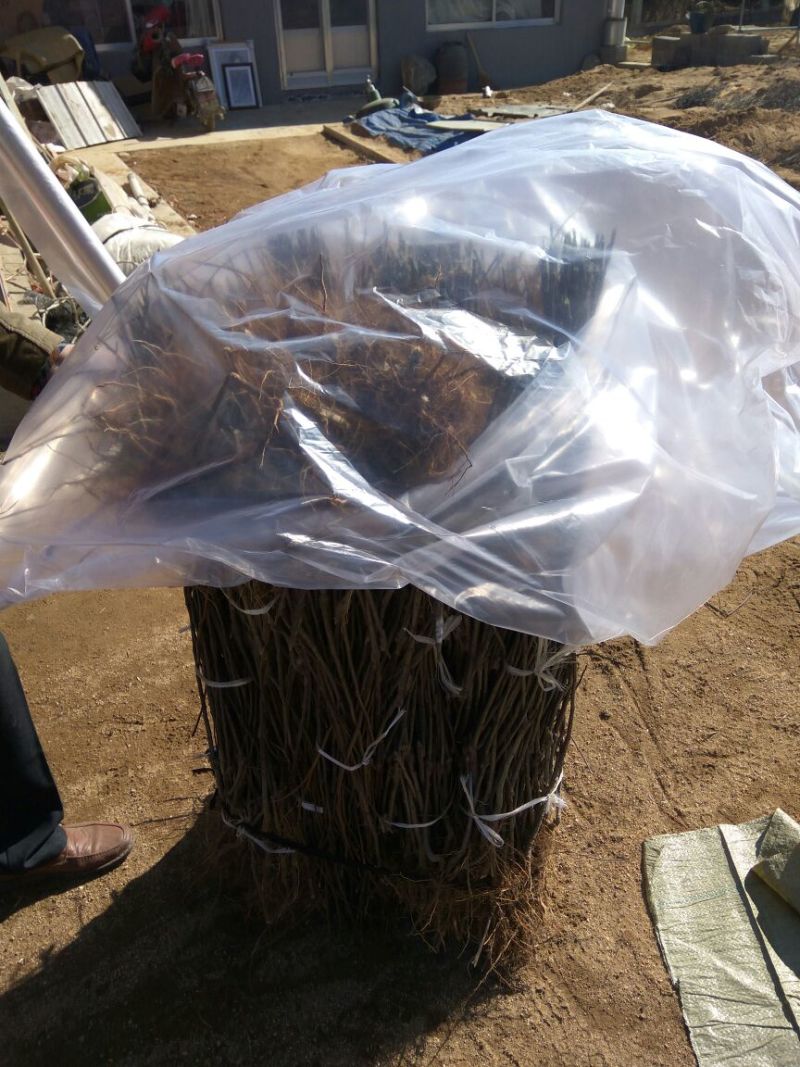 矮化苹果苗80cm以上苹果苗矮化苹果苗乔华苹果苗