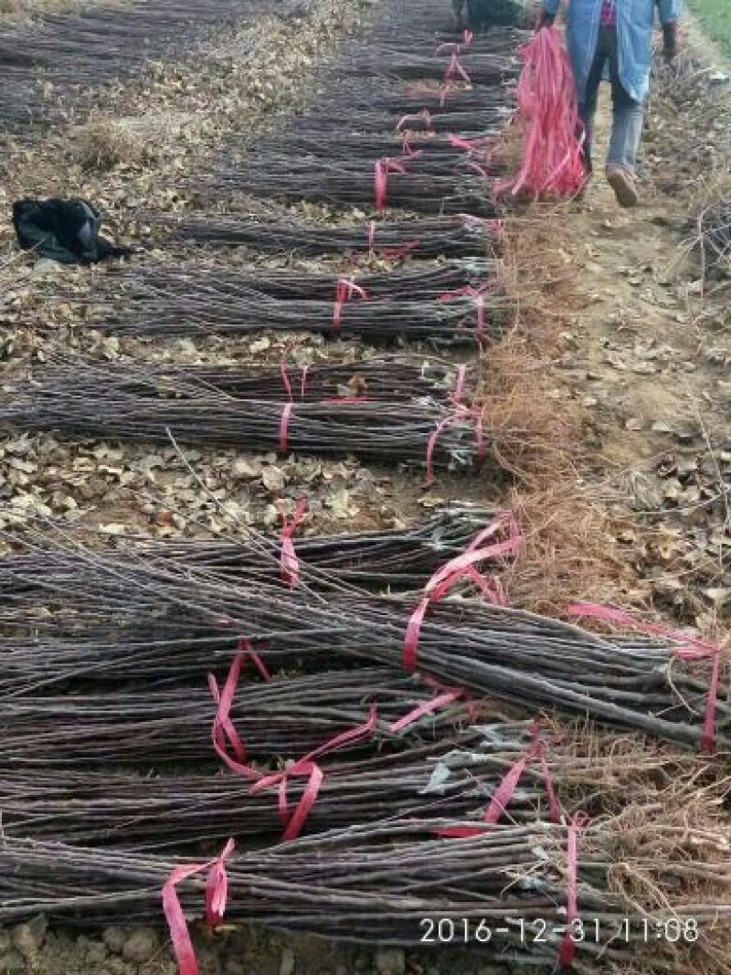矮化苹果苗80cm以上苹果苗矮化苹果苗乔华苹果苗