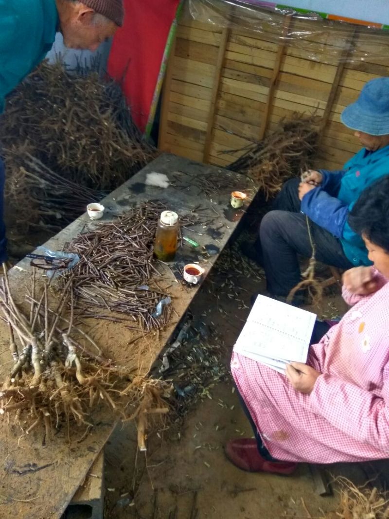 矮化苹果苗80cm以上苹果苗矮化苹果苗乔华苹果苗