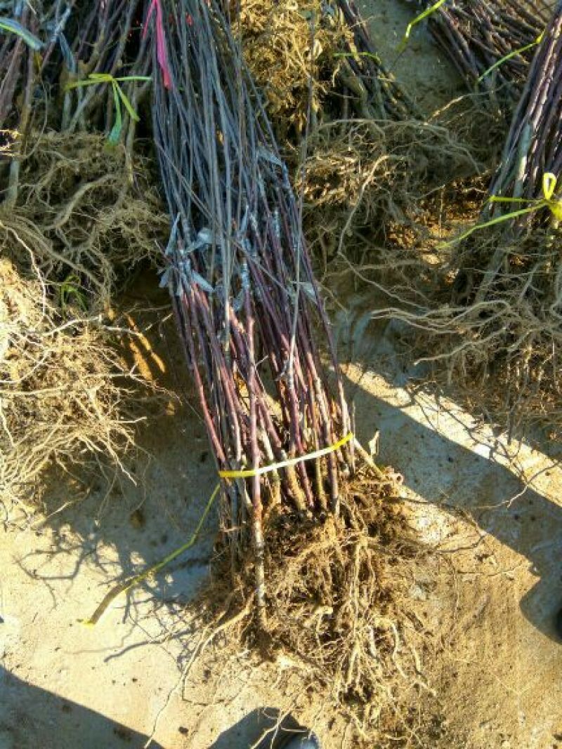 矮化苹果苗80cm以上苹果苗矮化苹果苗乔华苹果苗