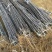 矮化苹果苗80cm以上苹果苗矮化苹果苗乔华苹果苗