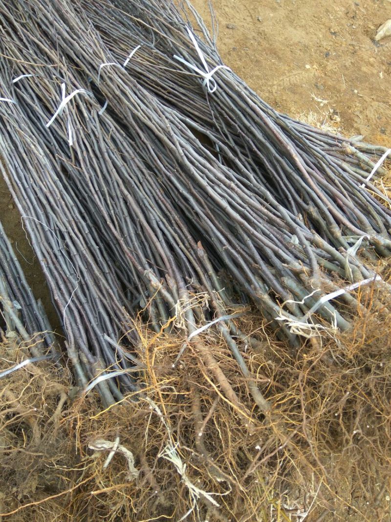 矮化苹果苗80cm以上苹果苗矮化苹果苗乔华苹果苗