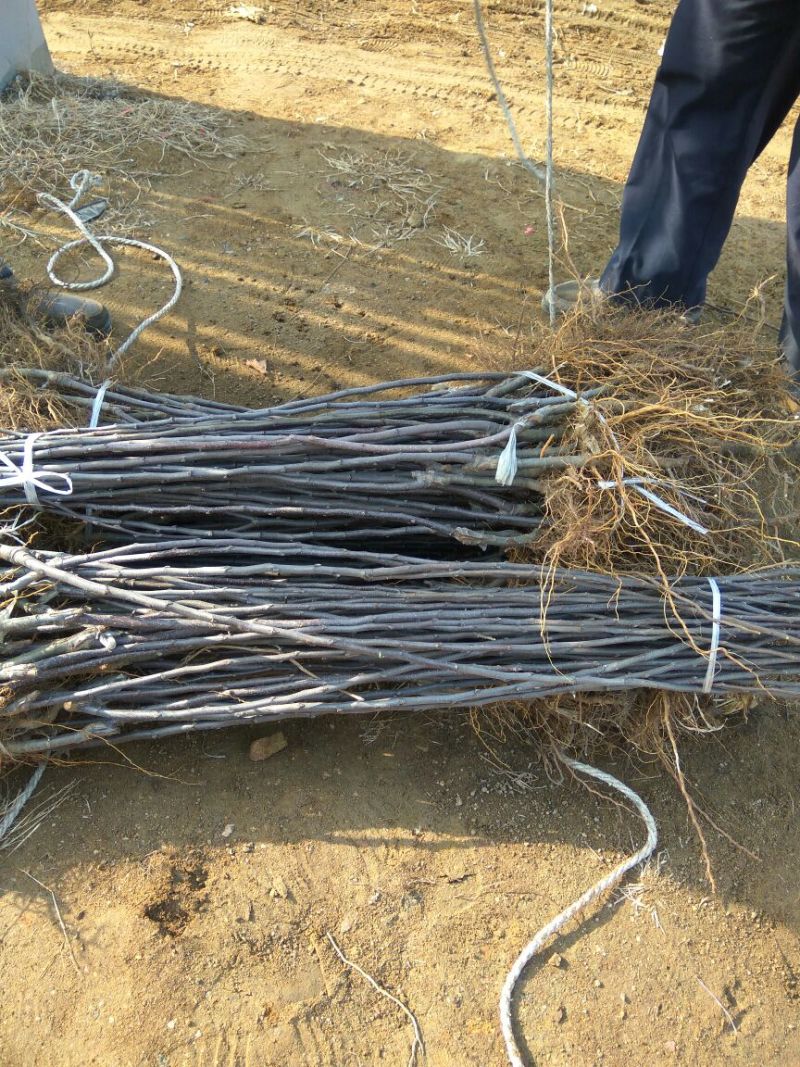 矮化苹果苗80cm以上苹果苗矮化苹果苗乔华苹果苗