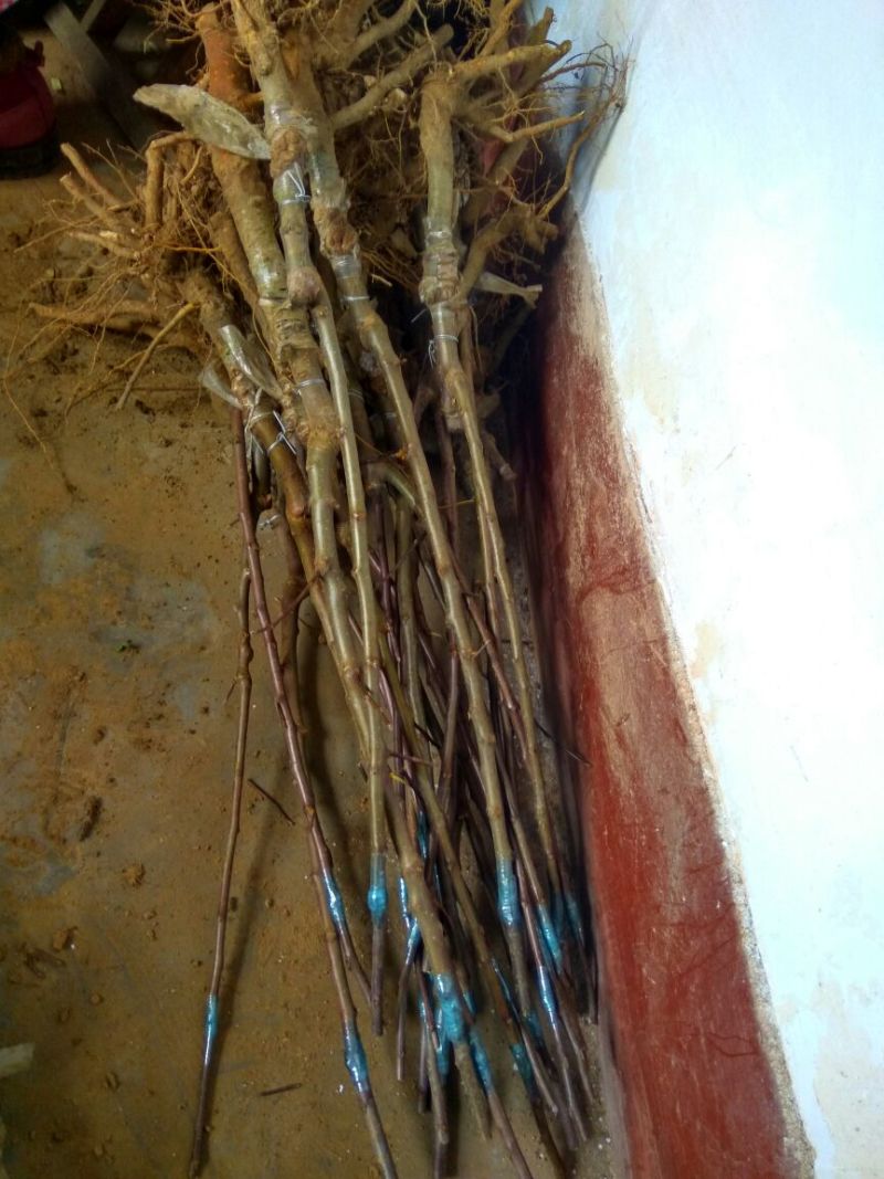 矮化苹果苗80cm以上苹果苗矮化苹果苗乔华苹果苗