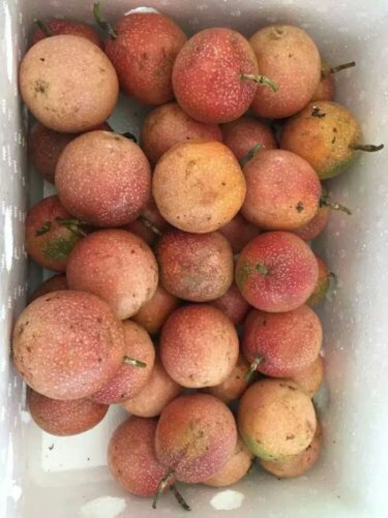 百香果80~90g紫果