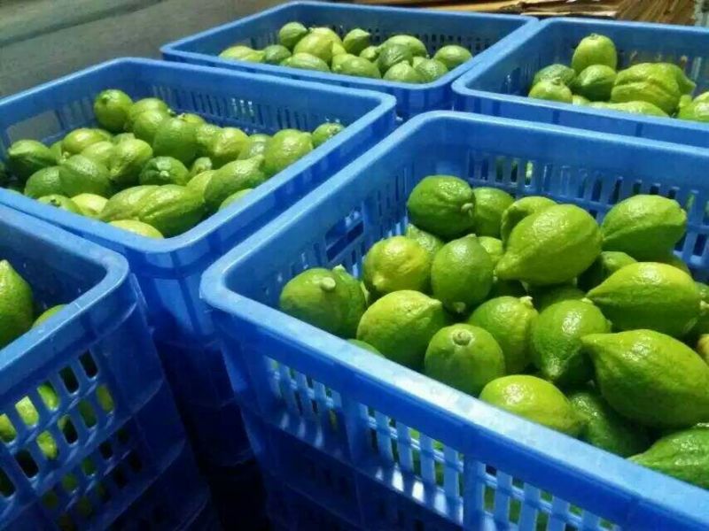 广东无籽香水柠檬1.5两到4两左右一级果