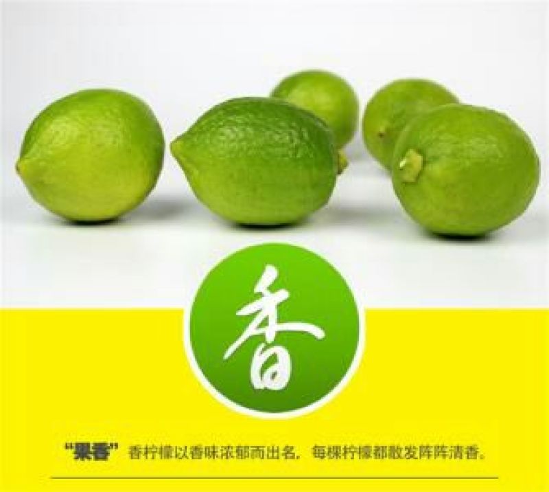 广东无籽香水柠檬1.5两到4两左右一级果