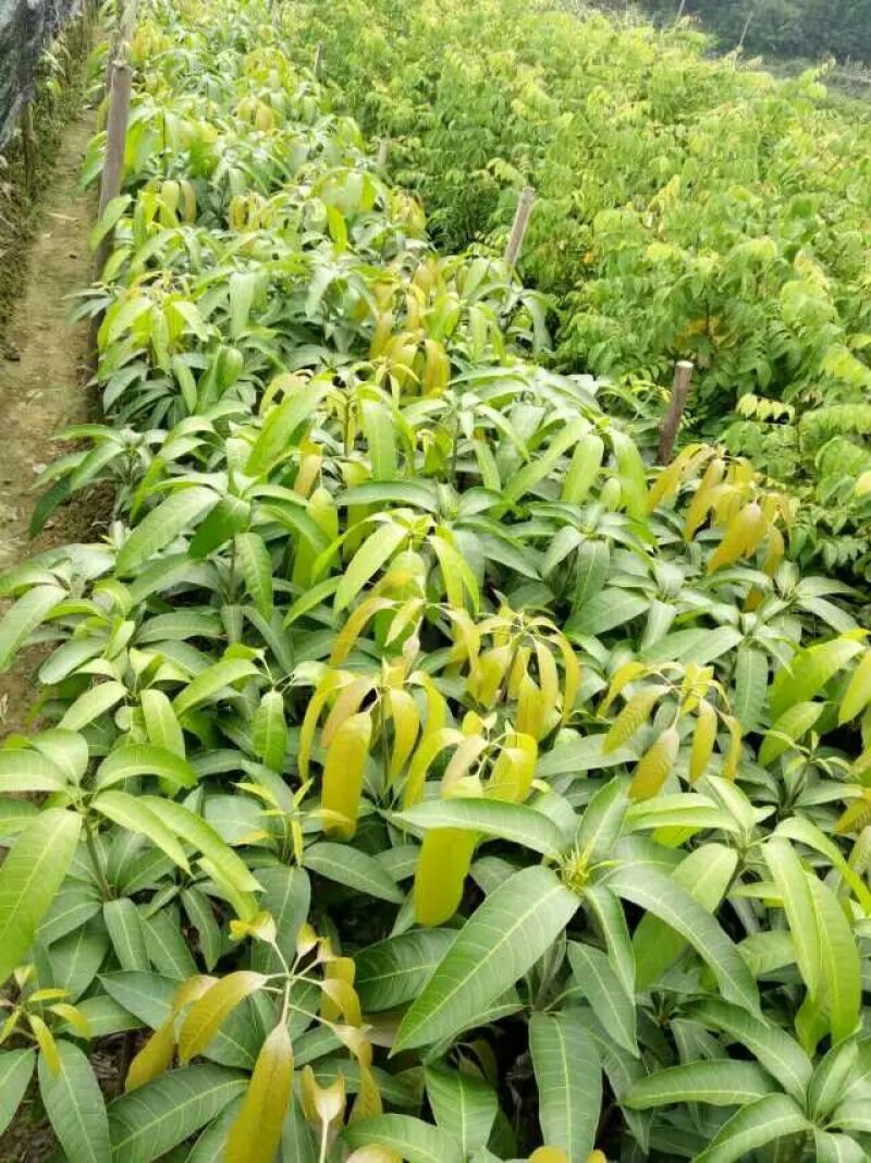 广西金煌芒稼接苗成活率高产地直发一手货源欢迎老板电联