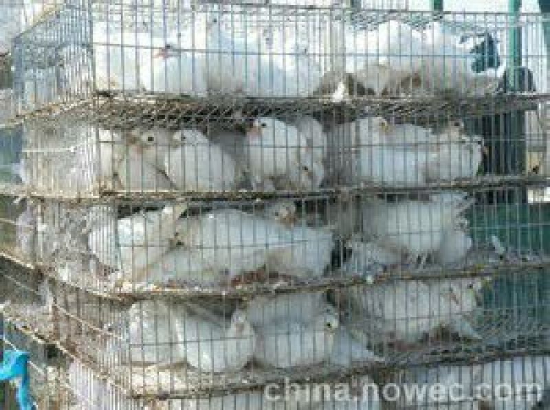 银王鸽500~600g