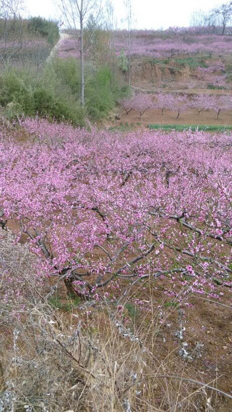 中华寿桃桃树苗80cm以上