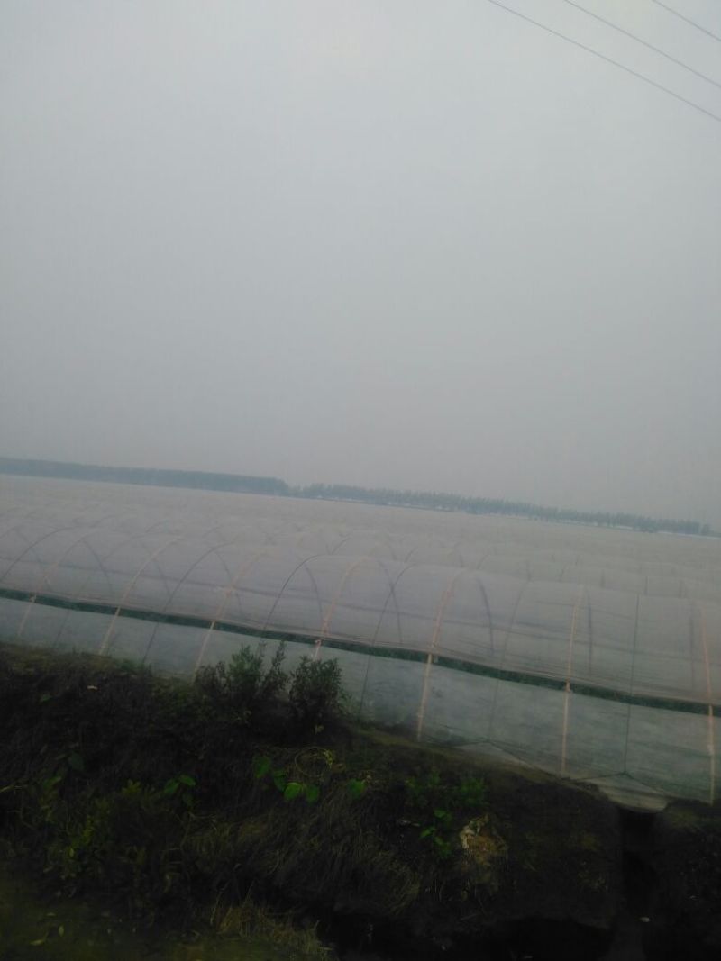 8424西瓜5斤打底8成熟1茬