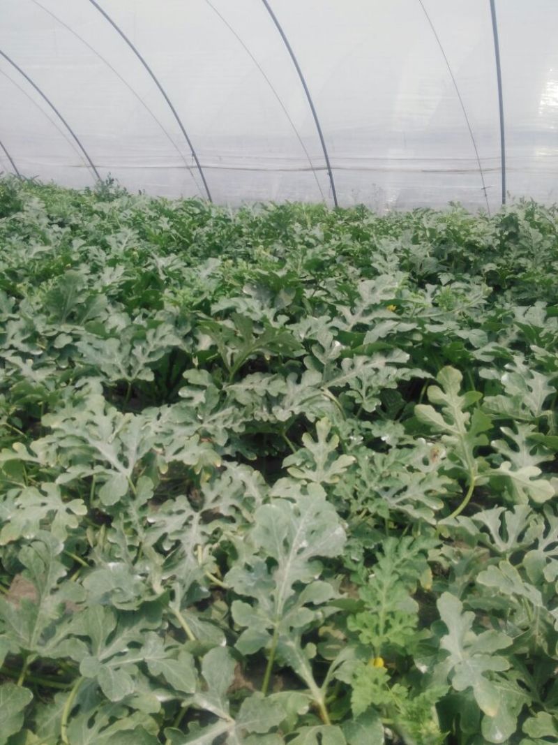 8424西瓜5斤打底8成熟1茬