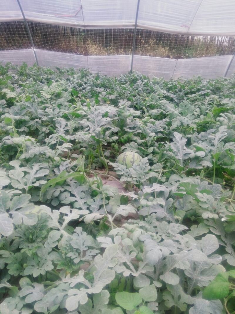 8424西瓜5斤打底8成熟1茬