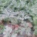 8424西瓜5斤打底8成熟1茬
