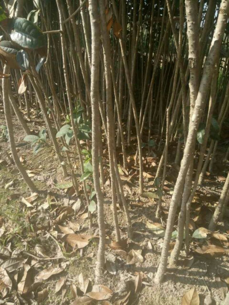 桂花树桂花树苗八月桂花苗金桂树苗