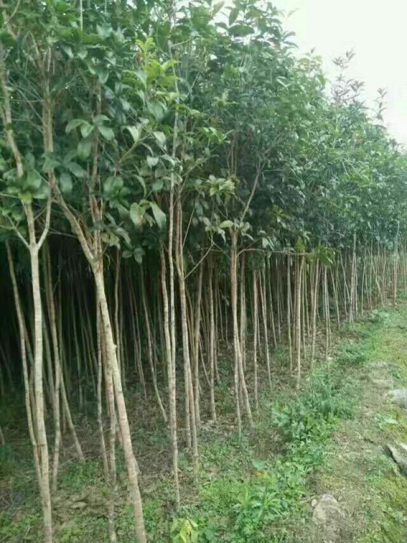 桂花树桂花树苗八月桂花苗金桂树苗